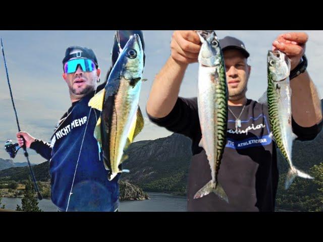 Pollack und Makrele am laufenden Band | Angeln Norwegen #angeln #fishing #norwegian #norwegen #BigS