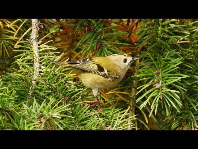 Kleine Punker rocken meinen Garten - Herbstbalz von drei Wintergoldhähnchen am 18. Oktober 2024