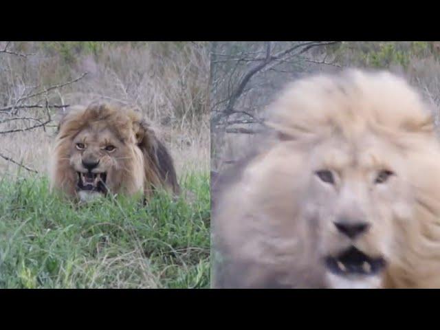 UNREAL MOMENT CAPTURED WHEN LION TRIES TO ATTACK TOURIST.