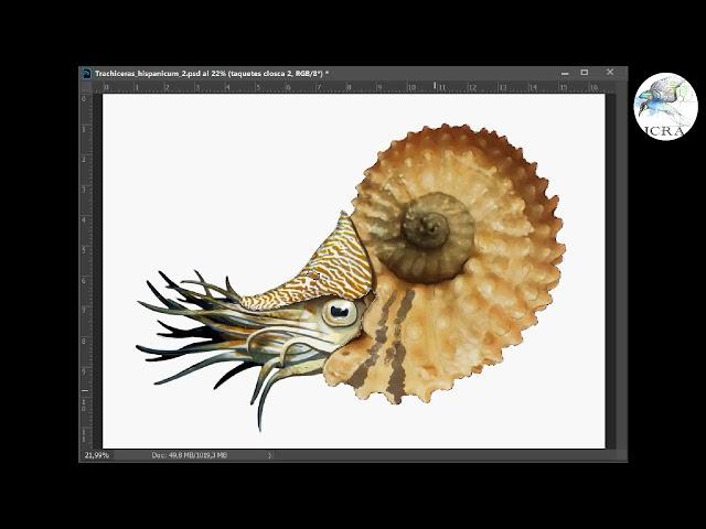 Painting the ammonite Trachyceras hispanicum. By ICRA.