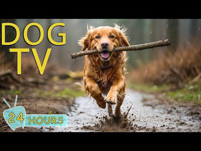 Dog TV for Dogs to Watch: Best Video Entertain Prevent Boredom for Dogs When Alone - Music for Dogs