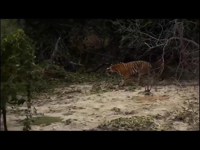 Once Tiger sees the Elephant calf, Tiger will search for the right time to hunt.