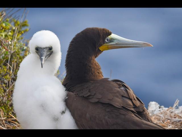 Living on the Edge: Cayman Brac's Nesting Brown Booby