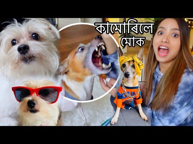 A day with my Dogs| কিয় খং কৰিলে Caeser e?Assamese Vlog#36