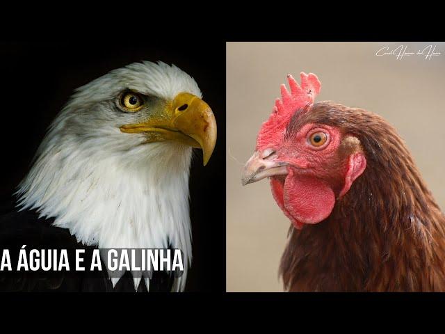 A ÁGUIA E A GALINHA (MENSAGEM, UMA HISTÓRIA DE MOTIVAÇÃO)