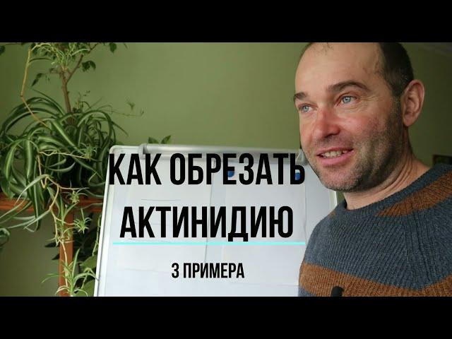 КАК ОБРЕЗАТЬ АКТИНИДИЮ,