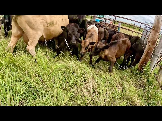 These Calves Have Never Seen Humans!