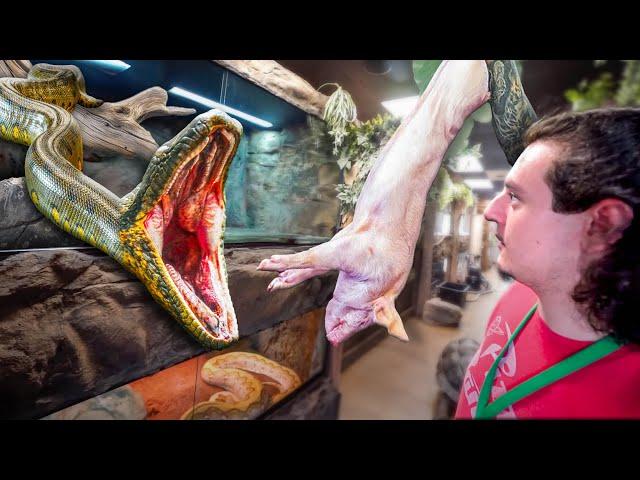 Feeding The Largest Anacondas In The World!