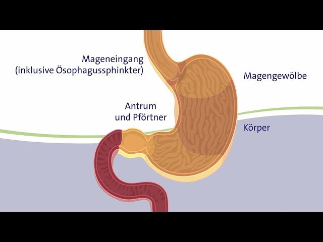 Der Magen – Durchmischen, Ansäuern und Speichern der Nahrung