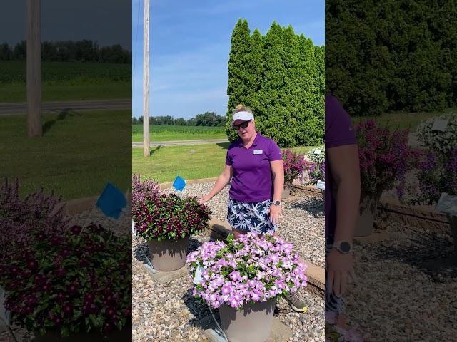Nirvana XDR Vinca - Raker-Roberta's Summer Trials 2024
