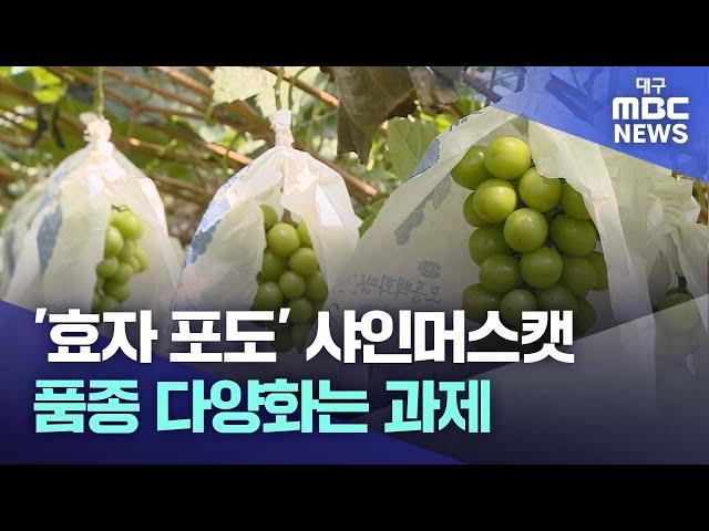 '효자 포도' 샤인머스캣..품종 다양화는 과제 | 대구MBC뉴스