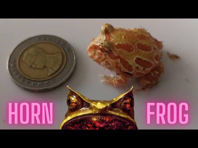 Horned Frog-Pacman Frog Eating-Feeding!!!!@flowerhorn_chonburi_thailandv2 | Falcon Aquarium Services