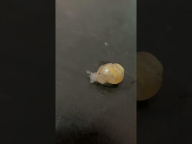 寵物日常生活大蝸牛 好玩 粘液  ペットのかたつむりの日常生活  the daily life of pet  snail #pets #snail #petsnail #蝸牛 #かたつむり