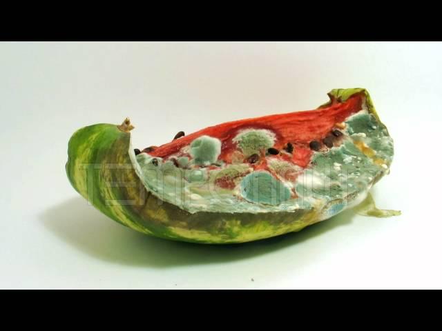 Watermelon Decomposition Reverse Timelapse - Melone im Zeitraffer