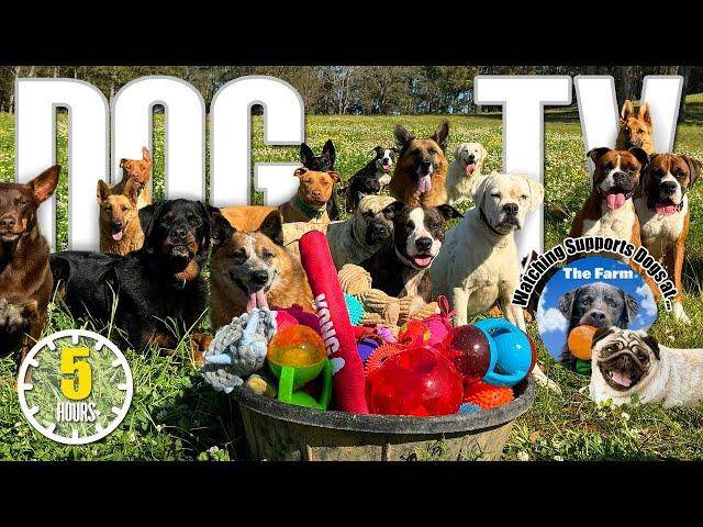 Dog TV: Daycare for Your Dog  Entertaining Dog Video - Prevents Boredom & Separation Anxiety