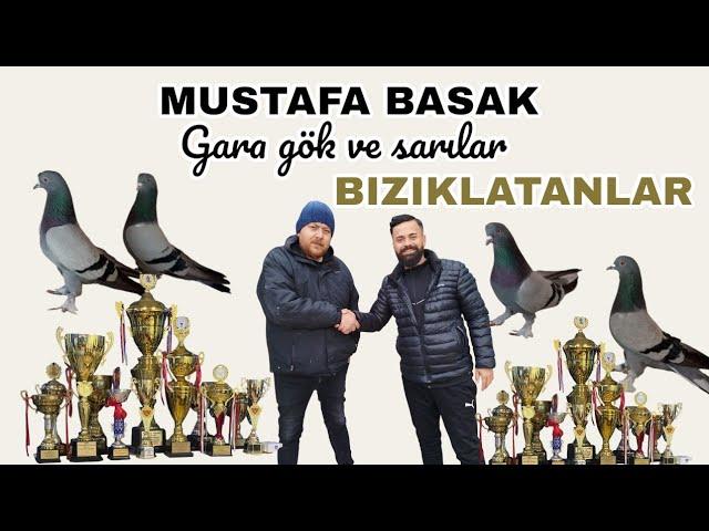 Soner Çağlar Canlı Güvercin Mezatı Oyun Kuşu kanalı canlı yayında