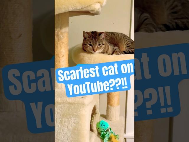 Is BEANS really the most TERRIFYING Cat on the internet?? #cats4nelson #skinwalker