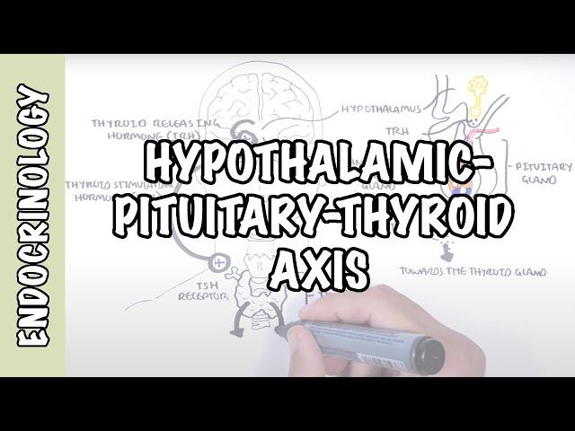 Hypothalamic Pituitary Thyroid Axis (regulation, TRH, TSH, thyroid hormones T3 and T4)