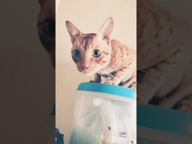 #cat #youtube #love