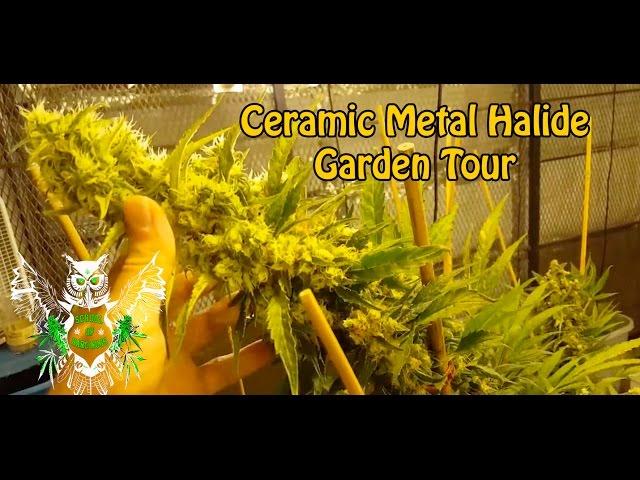 Massive Nugs with Ceramic Metal Halide lights (315w CMH) | Indoor Soil Garden Tour