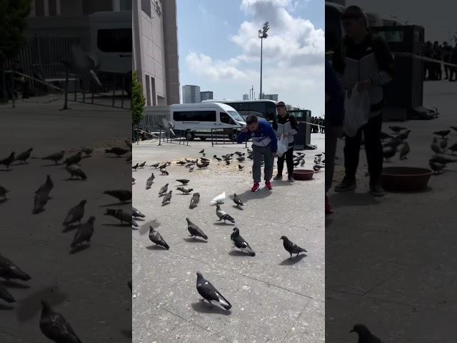 Yabani Güvercinler Arasında Kaçak Beyaz Av Pozisyonu Aldım #shorts