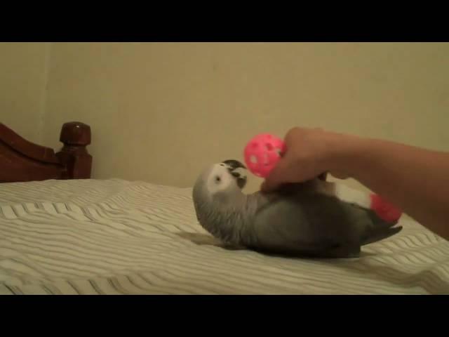 Playful & Cuddly African Grey