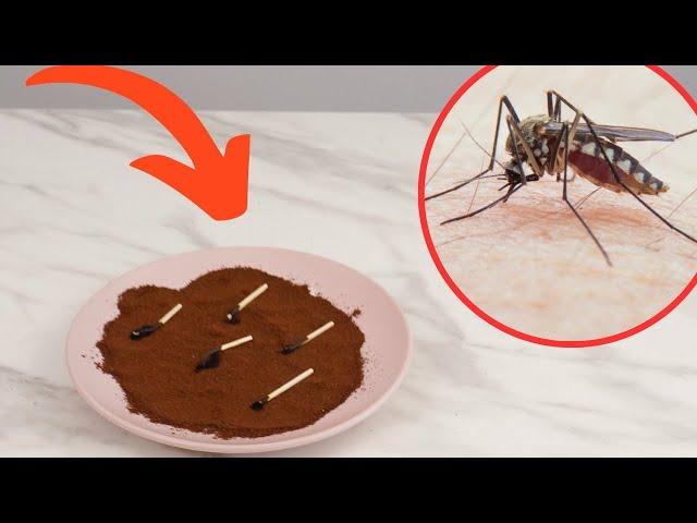 You'll get rid of mosquitoes in a minute! Simple trick for the balcony and terrace work immediately!