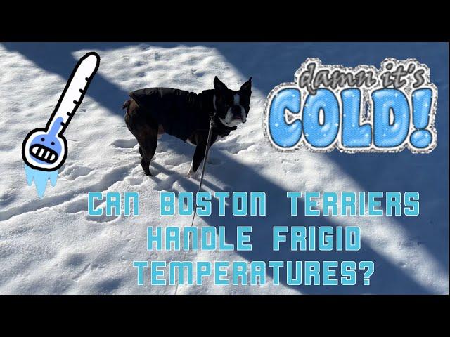 Walking My BOSTON TERRIER In FRIGID Weather Can He Handle It?