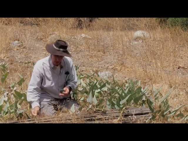 Christopher talks about the Buffalo Gourd plant