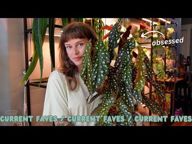 top 12 current favourite plants  FALL 2024  begonias, epipremnum, syngonium, + more!