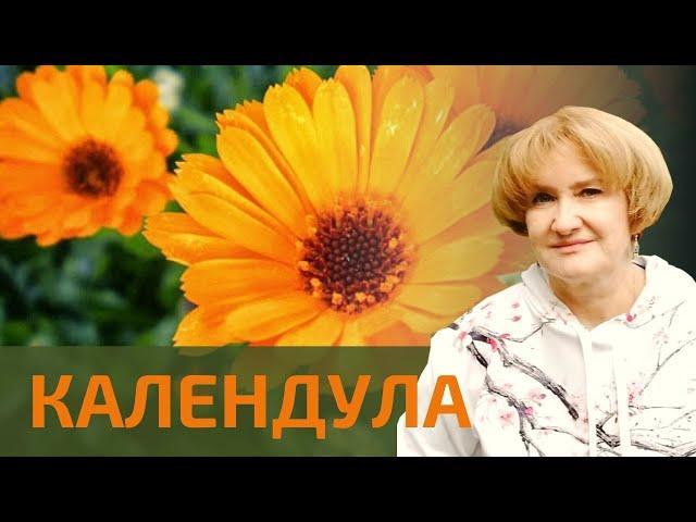 Календула – нет воспалениям!