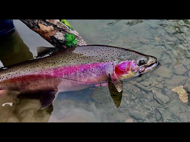 4K CINEMATIC 18 Mile Creek STEELHEAD FISHING (Hiked all of it)