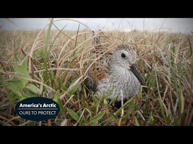 America's Arctic: Dunlin