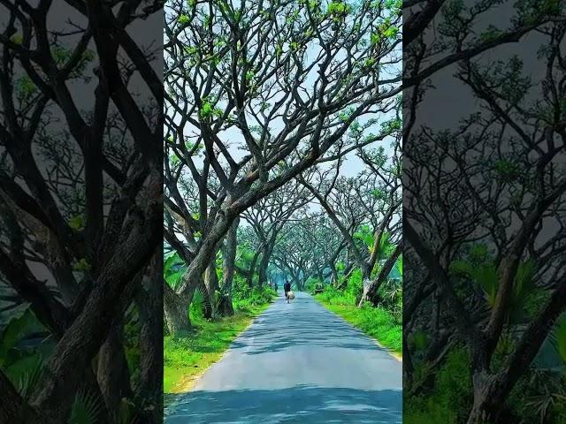 গাছের জিবনচক্র!