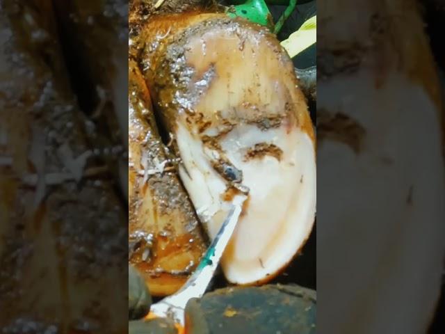 Cow hoof care. Removing a screw. #shorts #asmr #satisfying