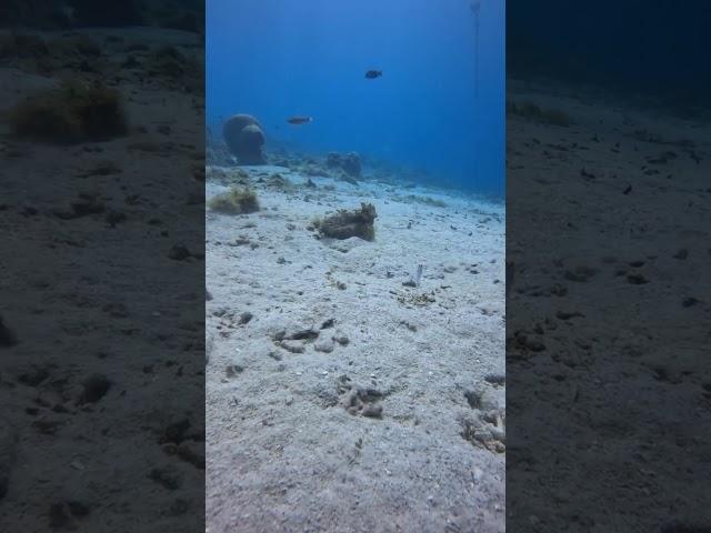 Yellowheaded Jawfish in Curacao!