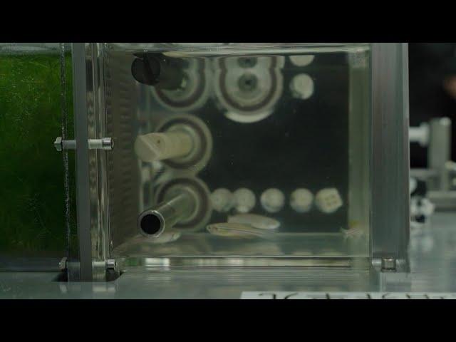 Fish tank experiment at China Space Station uncovers new findings