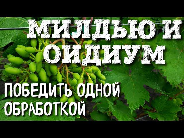 БОРЬБА С МИЛДЬЮ И ОИДИУМОМ. ОБРАБОТКА ПОСЛЕ ЦВЕТЕНИЯ. САМАЯ ВАЖНАЯ ОБРАБОТКА В ГОДУ