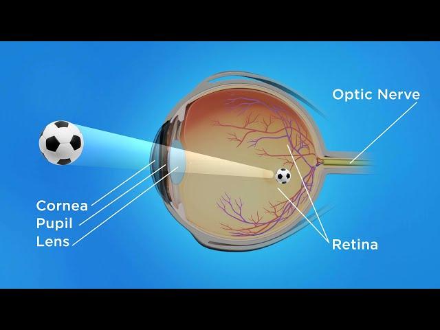 How the Eye Works