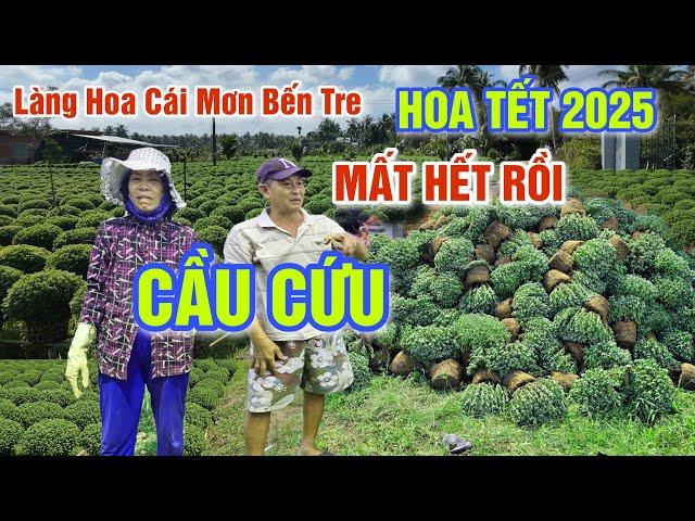 CĂNG QUÁ HOA TẾT 2025 MẤT TRẮNG - HÀNG 100 NGÀN GIỎ HOA CÚC MÂM XÔI NHỔ BỎ BÀ CON BẾN TRE CẦU CỨU