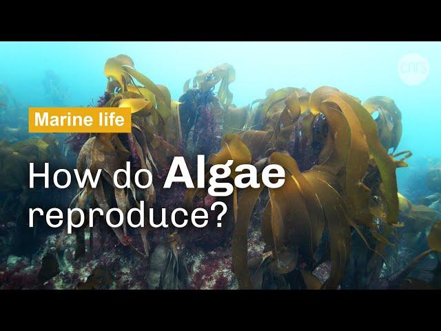 How do baby algae come into being ? | CNRS in English