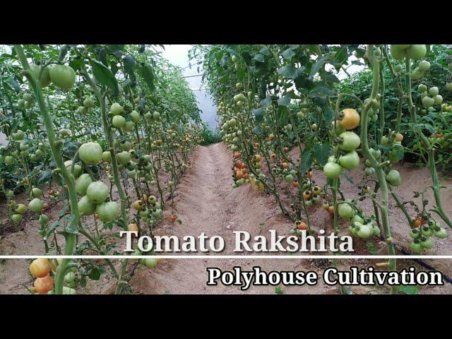 Tomato Rakshita - Polyhouse Cultivation in Hills, Kumaun Champawat