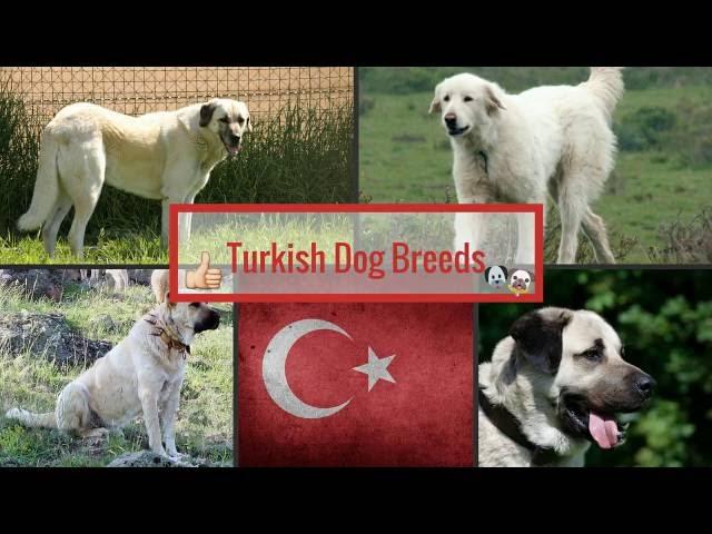 Turkish Dog Breeds