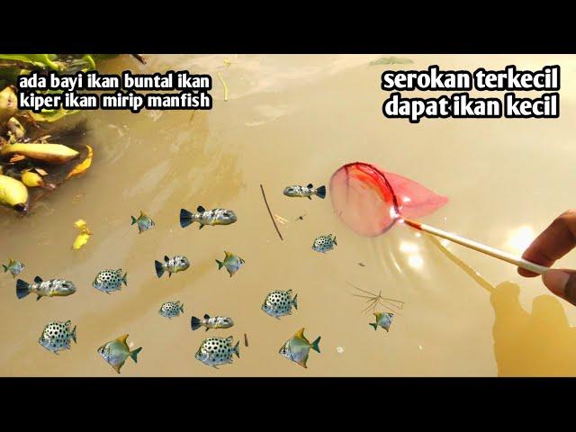 Musim hujan bayi ikan hias berkumpul di pinggir sungai