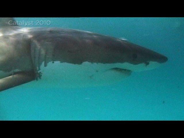 Great White Shark behavior