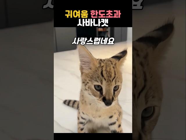 귀여움 한도초과 사바나캣 #동물 #고양이