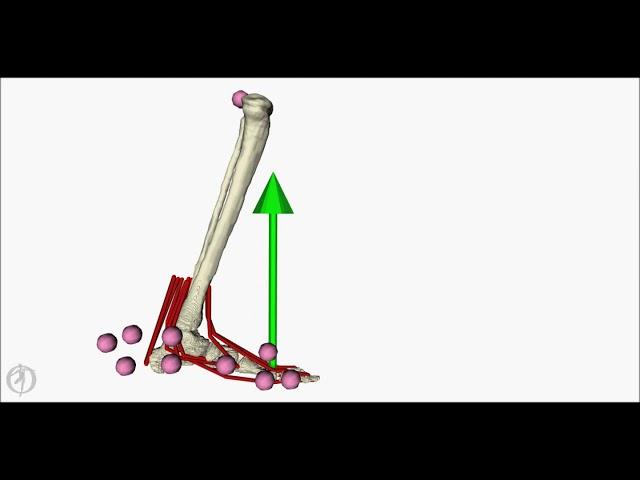 Personalized model of the foot and ankle (side view)
