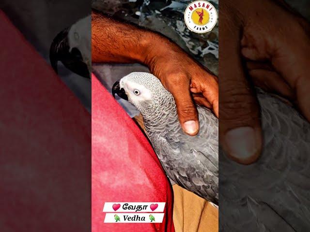 "MASANI FARMS" new pet bird entry VEDHA The African gray parrot   #exoticbirdsfarm  #grayparrot