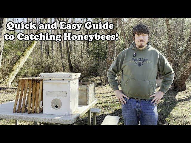 Quick and Easy Guide to Catching Honeybees