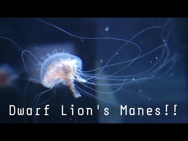 New DWARF LION"S MANE JELLYFISH for the Omni 9 from the Jellyfish Warehouse!